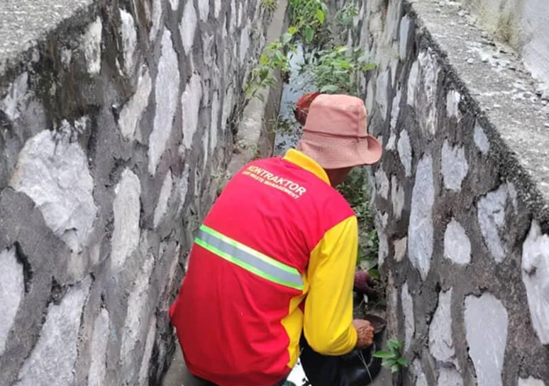 Pest Control Services